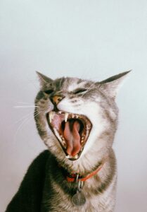 Gray cat screaming or yawning